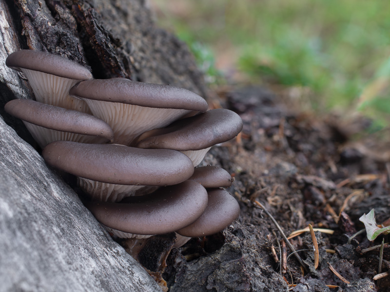 Pleurotus ostraetus